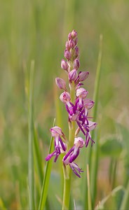 Orchis x spuria (Orchidaceae)  - Orchis bâtardOrchis anthropophora x Orchis militaris. Meuse [France] 05/05/2007 - 280m