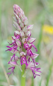 Orchis x spuria (Orchidaceae)  - Orchis bâtardOrchis anthropophora x Orchis militaris. Meuse [France] 05/05/2007 - 280m