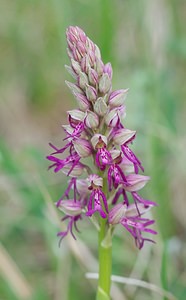 Orchis x spuria (Orchidaceae)  - Orchis bâtardOrchis anthropophora x Orchis militaris. Meuse [France] 05/05/2007 - 280m