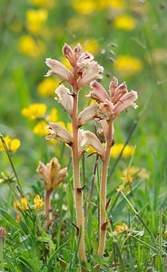 Orobanche alba (Orobanchaceae)  - Orobanche blanche, Orobanche du thym - Thyme Broomrape Ardennes [France] 18/05/2007 - 160m