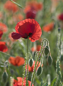 Papaver rhoeas (Papaveraceae)  - Coquelicot, Grand coquelicot, Pavot coquelicot - Common Poppy Aube [France] 01/05/2007 - 120m