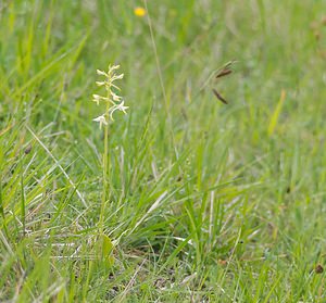 Platanthera bifolia (Orchidaceae)  - Platanthère à deux feuilles, Platanthère à fleurs blanches - Lesser Butterfly-orchid Ardennes [France] 18/05/2007 - 200m