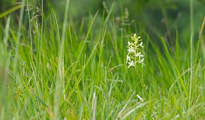 Platanthera bifolia (Orchidaceae)  - Platanthère à deux feuilles, Platanthère à fleurs blanches - Lesser Butterfly-orchid Ardennes [France] 18/05/2007 - 200m