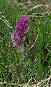 Proserpinus proserpina (Sphingidae)  - Sphinx de l'Épilobe, Sphinx de l'Oenothère - Willowherb Hawk-moth Meuse [France] 05/05/2007 - 250msur Dactylorhiza majalis