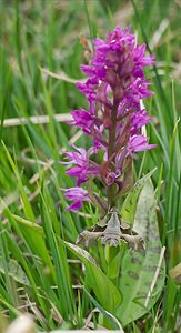 Proserpinus proserpina (Sphingidae)  - Sphinx de l'Épilobe, Sphinx de l'Oenothère - Willowherb Hawk-moth Meuse [France] 05/05/2007 - 250msur Dactylorhiza majalis