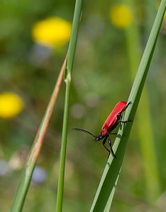 Pyrochroa coccinea (Pyrochroidae)  - Cardinal, Pyrochore écarlate - Black-headed Cardinal Beetle Meuse [France] 06/05/2007 - 340m