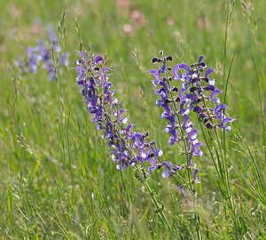 Salvia pratensis (Lamiaceae)  - Sauge des prés, Sauge commune - Meadow Clary Vosges [France] 06/05/2007 - 380m