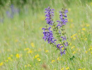 Salvia pratensis (Lamiaceae)  - Sauge des prés, Sauge commune - Meadow Clary Seine-et-Marne [France] 08/05/2007 - 130m