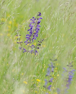 Salvia pratensis (Lamiaceae)  - Sauge des prés, Sauge commune - Meadow Clary Seine-et-Marne [France] 08/05/2007 - 130m