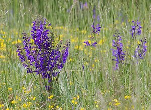 Salvia pratensis (Lamiaceae)  - Sauge des prés, Sauge commune - Meadow Clary Seine-et-Marne [France] 08/05/2007 - 130m