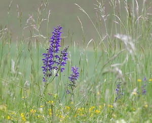 Salvia pratensis (Lamiaceae)  - Sauge des prés, Sauge commune - Meadow Clary Seine-et-Marne [France] 08/05/2007 - 140m