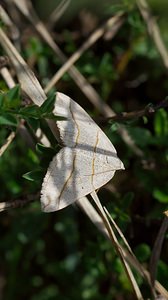 Scotopteryx luridata (Geometridae)  - Ortholite plombée Meuse [France] 06/05/2007 - 340m