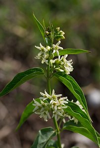 Vincetoxicum hirundinaria (Apocynaceae)  - Dompte-venin officinal, Dompte-venin, Asclépiade blanche, Contre-poison Meuse [France] 06/05/2007 - 340m