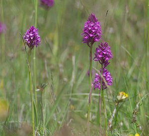 Anacamptis pyramidalis (Orchidaceae)  - Orchis pyramidal - Pyramidal Orchid Ardennes [France] 02/06/2007 - 120m