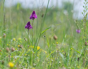 Anacamptis pyramidalis (Orchidaceae)  - Orchis pyramidal - Pyramidal Orchid Ardennes [France] 02/06/2007 - 120m