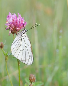 Aporia crataegi (Pieridae)  - Gazé Ardennes [France] 02/06/2007 - 160m