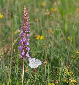 Aporia crataegi (Pieridae)  - Gazé Ardennes [France] 02/06/2007 - 160m