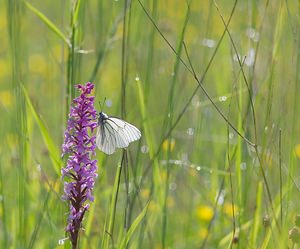 Aporia crataegi (Pieridae)  - Gazé Ardennes [France] 02/06/2007 - 160m