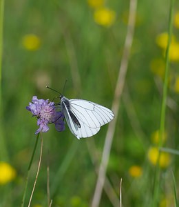 Aporia crataegi (Pieridae)  - Gazé Ardennes [France] 02/06/2007 - 160m