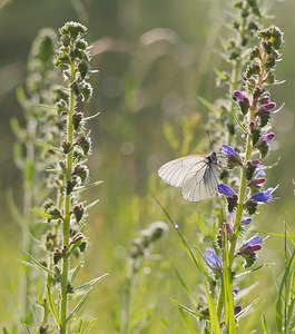 Aporia crataegi Gazé