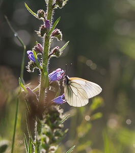 Aporia crataegi (Pieridae)  - Gazé Ardennes [France] 02/06/2007 - 160msur uen vip?rine (echium vulgare)