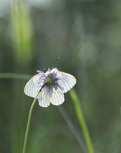 Aporia crataegi (Pieridae)  - Gazé Ardennes [France] 02/06/2007 - 160m