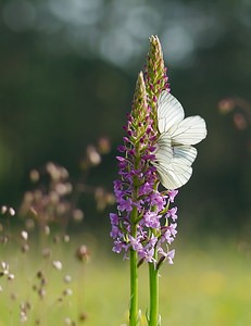 Aporia crataegi (Pieridae)  - Gazé Ardennes [France] 02/06/2007 - 160m