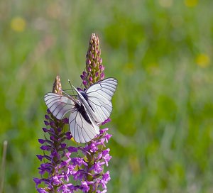 Aporia crataegi (Pieridae)  - Gazé Ardennes [France] 02/06/2007 - 160m