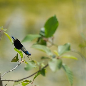 Calopteryx splendens (Calopterygidae)  - Caloptéryx éclatant - Banded Demoiselle Marne [France] 02/06/2007 - 220m