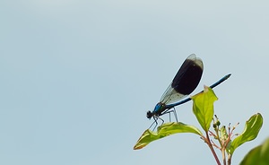 Calopteryx splendens (Calopterygidae)  - Caloptéryx éclatant - Banded Demoiselle Marne [France] 02/06/2007 - 220m