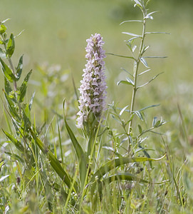 Dactylorhiza incarnata (Orchidaceae)  - Dactylorhize incarnat, Orchis incarnat, Orchis couleur de chair - Early Marsh-orchid Nord [France] 17/06/2007 - 10m