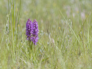 Dactylorhiza praetermissa Dactylorhize négligé, Orchis négligé, Orchis oublié Southern Marsh-orchid