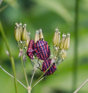 Graphosoma italicum (Pentatomidae)  - Punaise arlequin - Italian Striped-Bug, Minstrel Bug Ardennes [France] 02/06/2007 - 130m