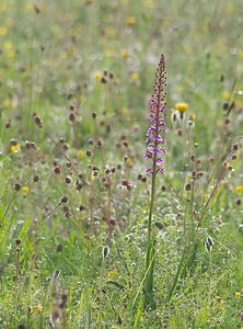 Gymnadenia conopsea (Orchidaceae)  - Gymnadénie moucheron, Orchis moucheron, Orchis moustique - Fragrant Orchid Ardennes [France] 02/06/2007 - 160m