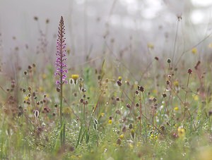 Gymnadenia conopsea (Orchidaceae)  - Gymnadénie moucheron, Orchis moucheron, Orchis moustique - Fragrant Orchid Ardennes [France] 02/06/2007 - 160m