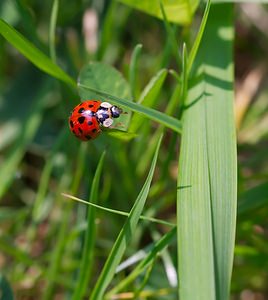 Harmonia axyridis (Coccinellidae)  - Coccinelle asiatique, Coccinelle arlequin - Harlequin ladybird, Asian ladybird, Asian ladybeetle Nord [France] 03/06/2007 - 40mforme succinea