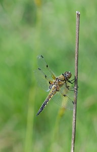 Libellula quadrimaculata (Libellulidae)  - Libellule quadrimaculée, Libellule à quatre taches - Four-spotted Chaser Marne [France] 02/06/2007 - 220m