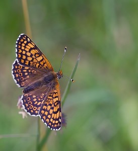 Melitaea cinxia (Nymphalidae)  - Mélitée du Plantain - Glanville Fritillary Ardennes [France] 02/06/2007 - 150m