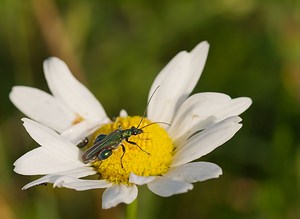 Oedemera nobilis (Oedemeridae)  - Cycliste maillot-vert, Cycliste émeraude, Oedemère noble Ardennes [France] 02/06/2007 - 160m