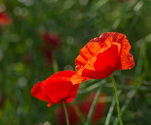 Papaver rhoeas (Papaveraceae)  - Coquelicot, Grand coquelicot, Pavot coquelicot - Common Poppy Ardennes [France] 02/06/2007 - 180m