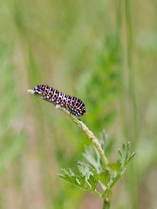 Papilio machaon (Papilionidae)  - Machaon, Grand Porte-Queue Ardennes [France] 02/06/2007 - 120mles sujets jeunes comme celui-ci n'ont pas encore la couleur verte des sujets plus ag?s.