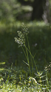 Agrostis capillaris var. capillaris (Poaceae)  - Agrostide capillaire, Agrostide commune, Agrostis capillaire Bezirk Landeck [Autriche] 21/07/2007 - 1380m