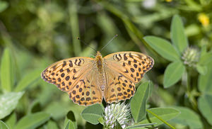 Argynnis paphia (Nymphalidae)  - Tabac d'Espagne, Nacré vert, Barre argentée, Empereur - Silver-washed Fritillary Conches [Suisse] 24/07/2007 - 1380m