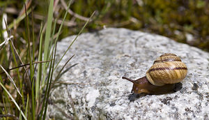 Arianta arbustorum alpicola (Helicidae)  - Hélice des Alpes Bernina [Suisse] 22/07/2007 - 2300m