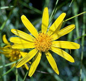Arnica montana (Asteraceae)  - Arnica des montagnes, Arnica, Herbe aux prêcheurs Viege [Suisse] 25/07/2007 - 2010m