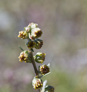 Artemisia borealis (Asteraceae)  - Armoise boréale, Armoise septentrionale Viege [Suisse] 25/07/2007 - 2130m