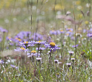 Aster alpinus (Asteraceae)  - Aster des Alpes Viege [Suisse] 25/07/2007 - 2130m