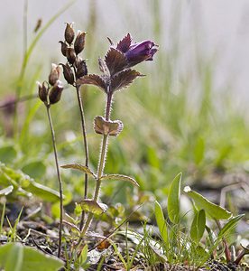 Bartsia alpina (Orobanchaceae)  - Bartsie des Alpes - Alpine Bartsia Sierre [Suisse] 25/07/2007 - 2270m