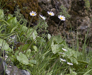 Bellidiastrum michelii (Asteraceae)  - Bellidiastre de Michel, Aster fausse pâquerette, Fausse pâquerette, Grande pâquerette des montagnes Sierre [Suisse] 25/07/2007 - 2270m