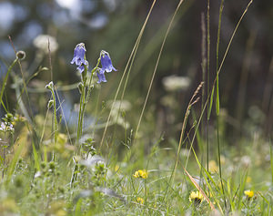 Campanula barbata (Campanulaceae)  - Campanule barbue Conches [Suisse] 24/07/2007 - 1380m